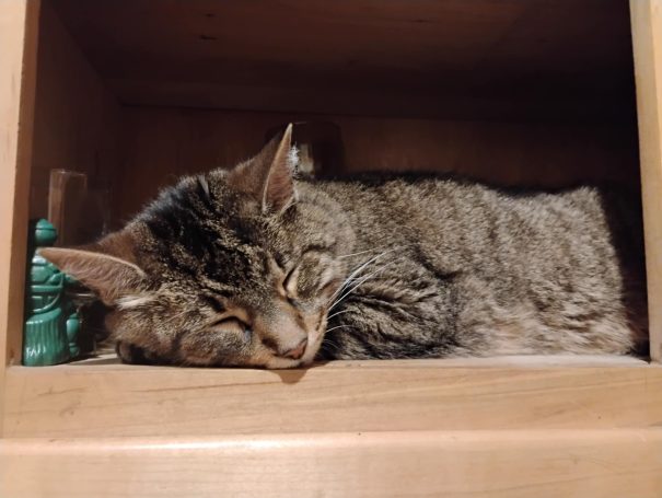 Sheeba sleeping tiger cat