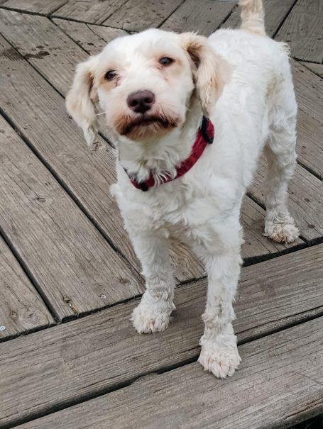 Dickie Sue miniature schnauzer dog