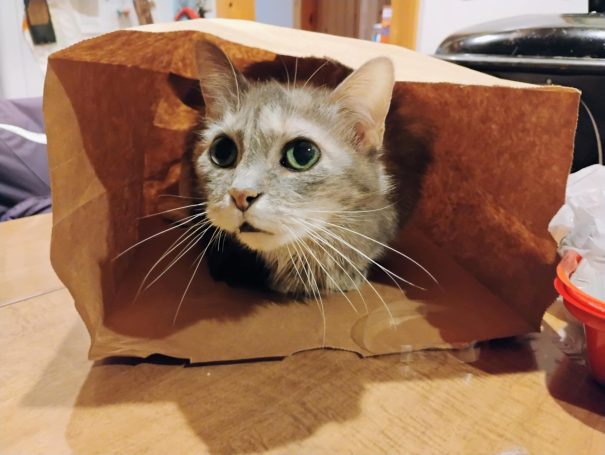 Abigail "Big Eyes" cat in a sack senior cat