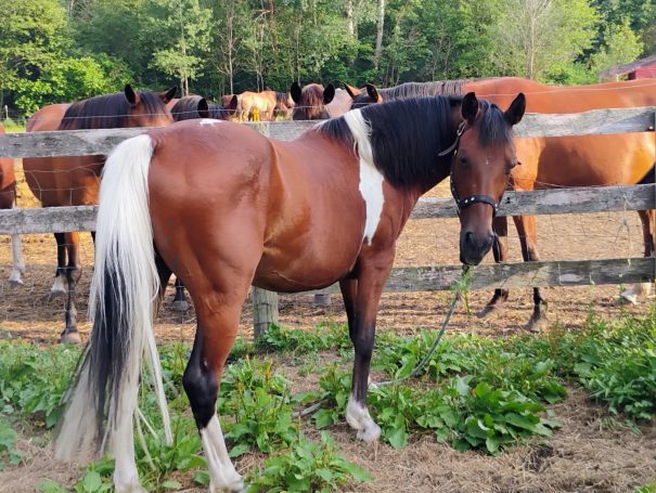 Koda Nova "Navajo" pinto bay horse