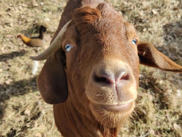 Drummer Boy red boer goat