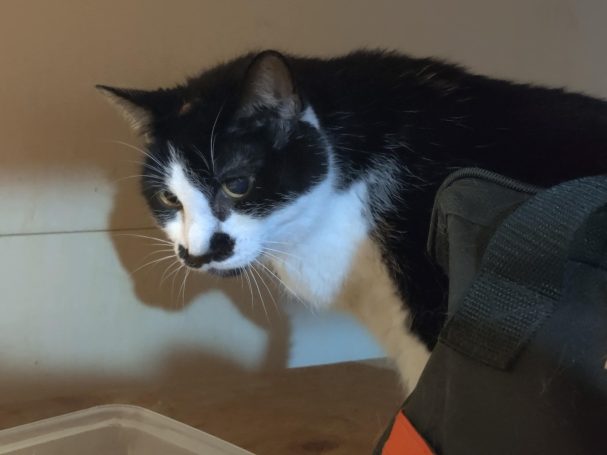 Felix the Cat black and white senior cat