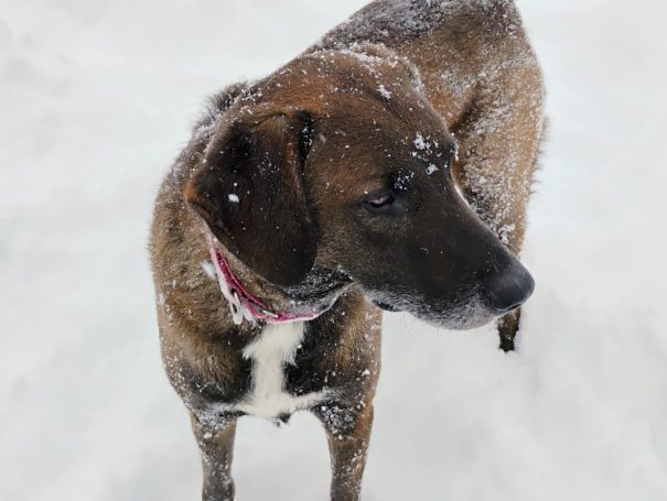 Harrison brown and black dog