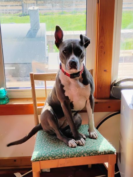 Hopi pit bull boxer dog