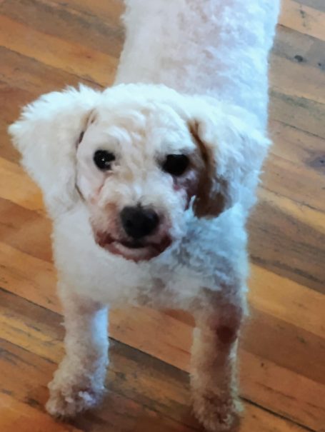 Zelma Rose bichon frise dog