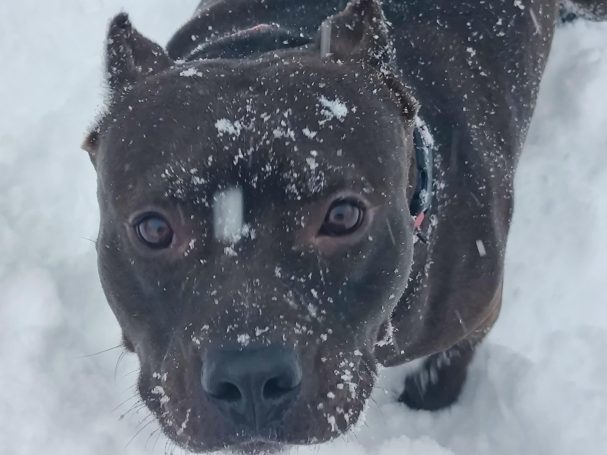Lennon black pit bull dog